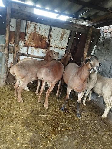 мел для животных: Продаю | Баран (самец) — 3