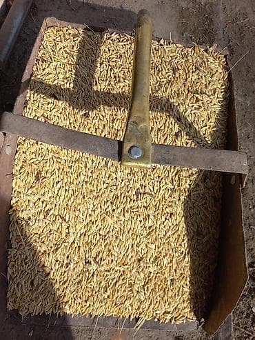 Ячмень кормовой at lalafo.kg Ячмень кормовой