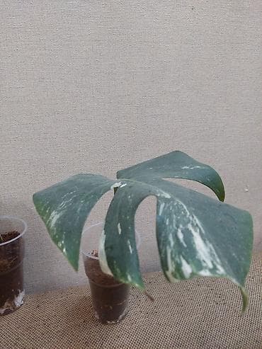 Монстеры: Монстера вариегатная (Monstera deliciosa variegata), черенки с корнями — 1