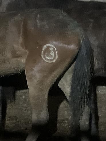 r 16: Комплект автомобильных шин (4 шт.) - Тип: летние шины - Конструкция — 9