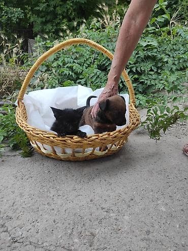 Отдам в хорошие руки щенят и котят,чистые без блох купаем !