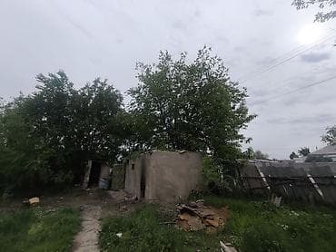 палено: Отдам даром деревья на дрова. самим надо спилить — 1