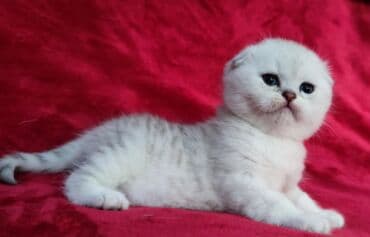мышык фото: Скотиш Фолд (Шотландиялык шалпаң кулак), 2 айлык, Эркек, Күмүш өңдүү шиншилла — 13