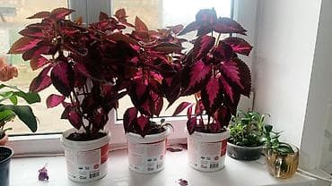 Каланхоэ: Колеус (плектрантус) с контрастной пестрой листвой - Сорт с яркими — 4