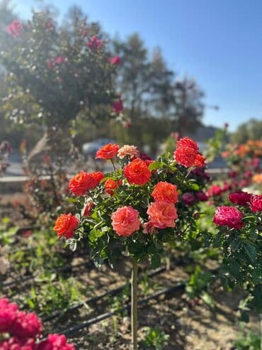 купить вьющиеся розы: Ландшафтные растения и декоративные хвойники для сада газон и полив — 2