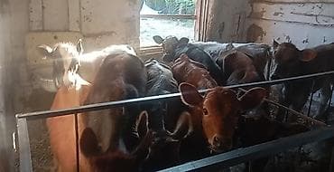 карова дойных: Продаю | Музоо, торпок | На откорм — 1