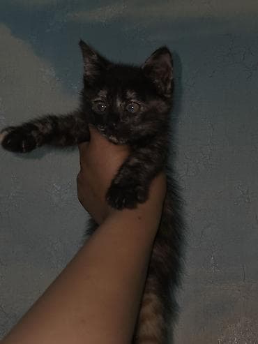 сеамская кошка: Сиамская, 1 месяц, Девочка, Приучена к лотку — 4