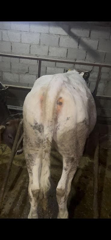 маленькие бычки: Продаю | Бык (самец) | На откорм | Привязанные — 5