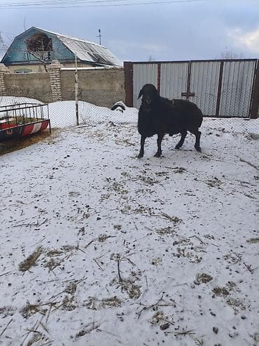 малиш кой: Продаю | Баран (самец) | Арашан | Для разведения | Племенные, Осеменитель — 7