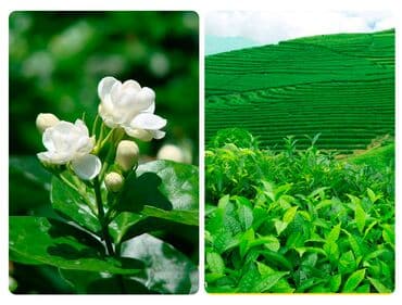 tea: Продаю Чай Жасминовый. Очень ароматный. Качество супер. Упаковка — 3