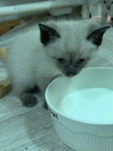 Кошки: Отдам даром…. Котята с колор-пойнт — 2