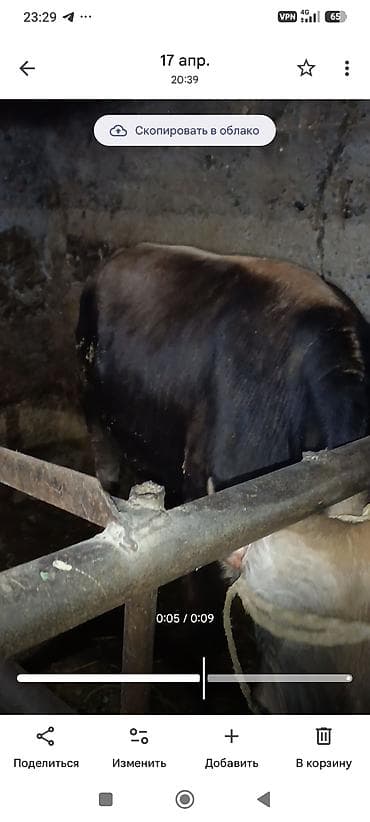 бык 1 5: Продаю | Бык (самец) | На откорм | Привязанные — 3