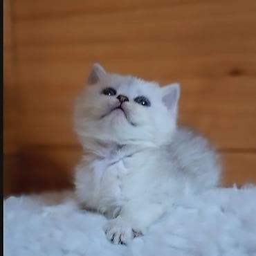 драбилка мини: Скотиш Страйт (Шотландская прямоухая), 2 месяца, Девочка, Серебристая шиншилла, Приучена к лотку, Проглистована — 7