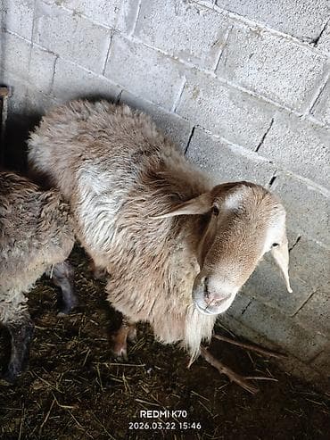 продаю баран сокулук: Сатам | Кочкор (эркек) — 1