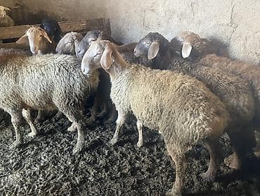 Үй жаныбарлары үчүн товарлар: Сатам | Кочкор (эркек) | Гиссар, Аргын, Эдильбай | Союуга, Көбөйтүү үчүн | Жасалма жол менен боозутуу — 1