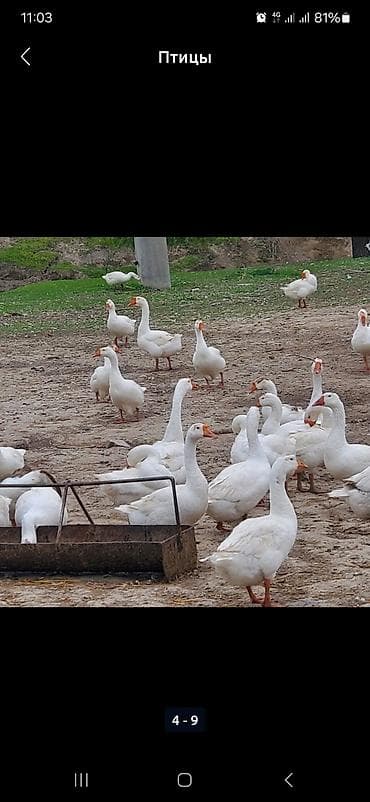 Животные: В наличии около100шт свежие инкубационные яйца ГУСИНЫЕ, порода — 4