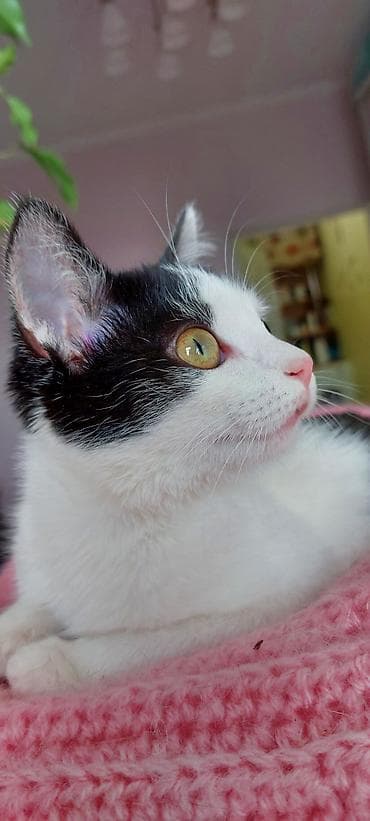 кот кошка: 1 год, Девочка, Биколор, Кастрирована — 1