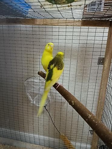 Волнистые попугаи – яркие, активные и общительные пара альбинос редкий