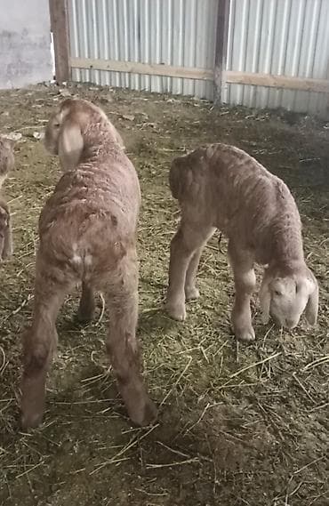 Продаю | Овца (самка) | Арашан | Для разведения | Матка, Ярка — 5