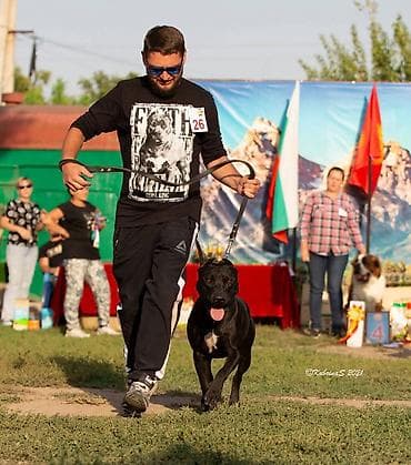 стрижка животных: Питбуль, 1 месяц, Самец, С прививкой, С родословной — 7