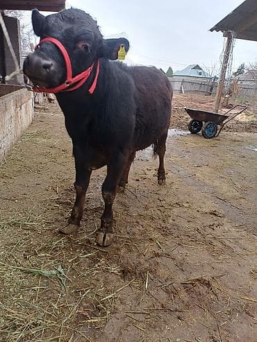Продаю | Бык (самец) | На откорм | Привязанные