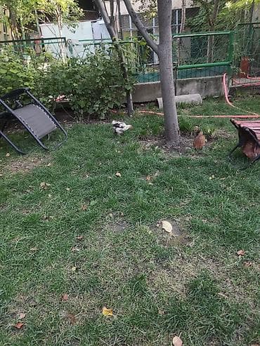 хамелеон животные: Продаю | Куры | Для разведения — 6