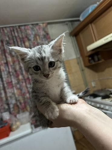 где продают котят: Девочка Котёнок серебристого окраса (табби). - Окрас — 3