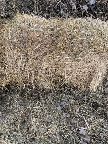 продаю семена ячменя: Беде тук бираз чирик жерлери баар тандалган 30 же 40 тай бар 100 сом — 1