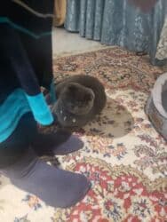 купить щенка дратхаара: Скотиш Фолд (Шотландская вислоухая), 2 года, Девочка, Серебристая шиншилла, Приучена к лотку, Проглистована, С прививками — 4