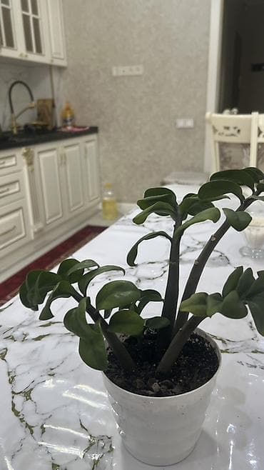 Комнатные растения: Замиокулькас (Зензи) долларовое дерево растение в горшке — суккулент с — 2