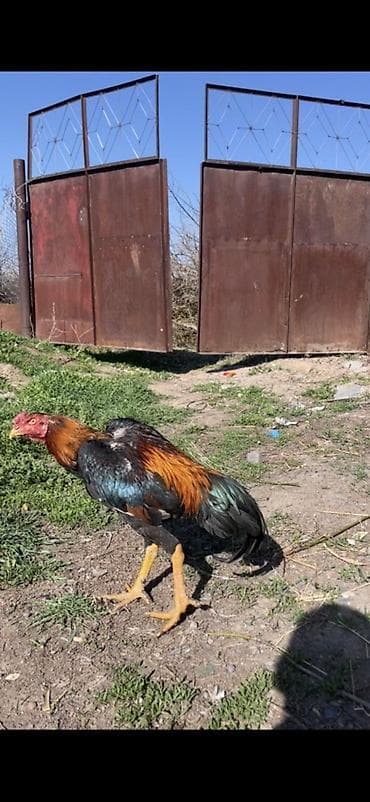 индийский бегунок купить: Продаю | Петух | Бойцовая | Для разведения — 1