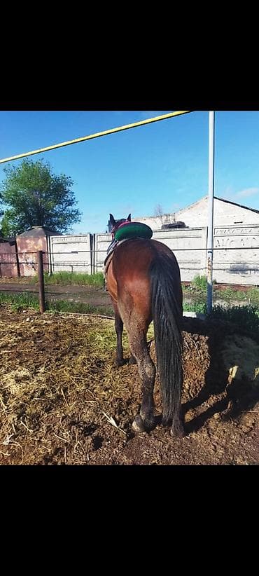 ат тарак: Продаю | Конь (самец) | Рабочий — 2