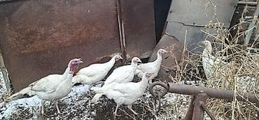 индюки бронза: Продаю молодых индюшек,в июле в конце будет год,количество 6 штук и 1 — 3
