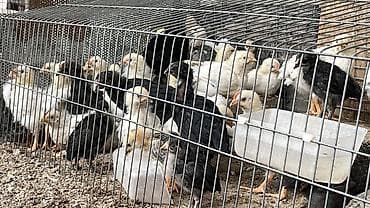 курица адлерская: Продаю | Цыплята | Для разведения — 1