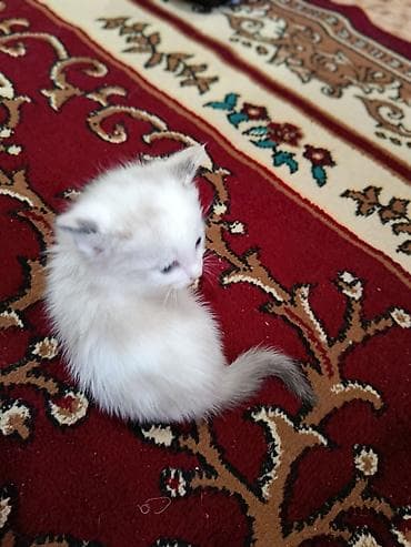мышык кошка: Котята скоро будут готовы к переезду в новый дом! Все домашние от — 10