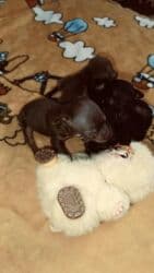 Ит кууту: Щенки мелкой породы (карманный формат)готовы к брони.(2 мальчика и 2 — 2