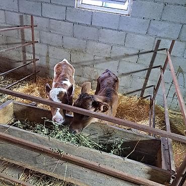 Коровы, быки: Продаю | Музоо, торпок | Швицкая, Айрширская | Для разведения, Для молока | Племенные, Искусственник — 6