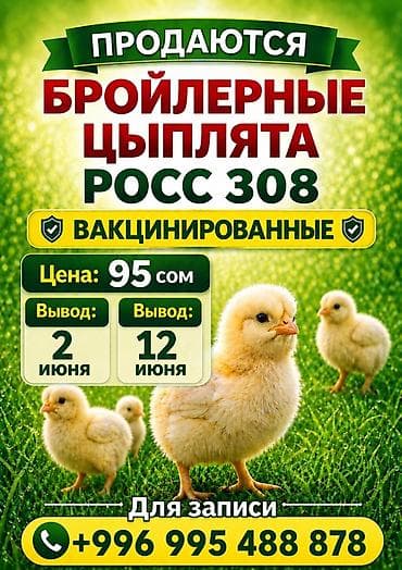 курици: Продаю | Цыплята | РОСС 308 — 1