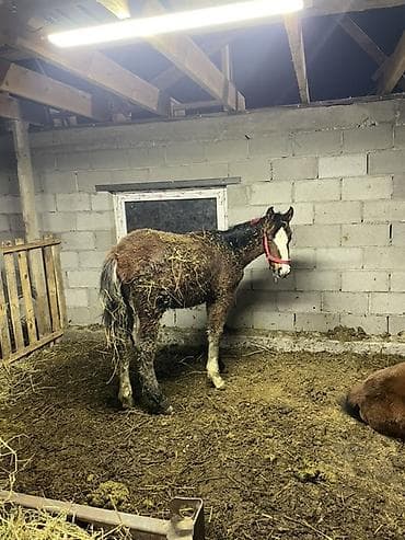 котята сокулук: Сатам | Тай | Көбөйтүү үчүн — 2