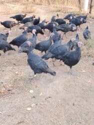 продажа щенков немецкой овчарки с документами в бишкеке: Кара ханзаада уроонго эт багытында — 6