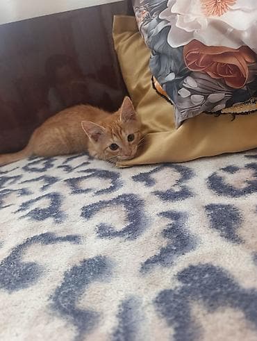 Кошки: В Добрые руки. БЕСПЛАТНО!!!Котенок рыженький, мальчик — 4