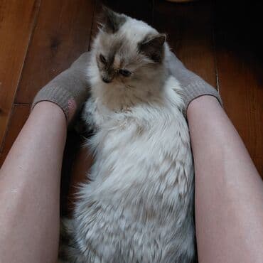 порода кошек скоттиш фолд цена: Рэгдолл, 1 год, Девочка, Приучена к лотку — 5