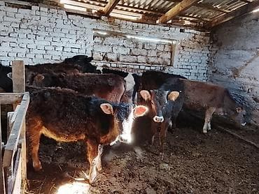 кошки сфинксы: Продаю | Бык (самец) | Полукровка | На откорм | Привязанные — 4