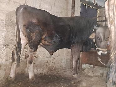 стаф терьер: Продаю | Бык (самец) | Для разведения | Племенные — 6