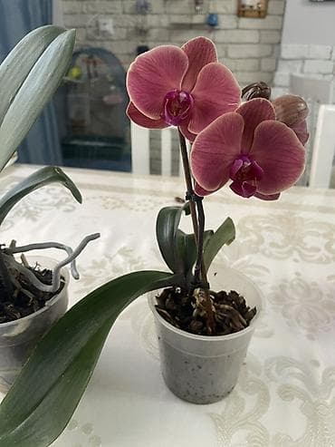 орхид: Орхидеи Голландия адаптированные домашние — 4