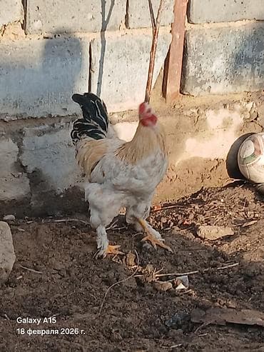 орпингтон куры: Продаю | Куры, Петух | Брама | Для разведения — 10