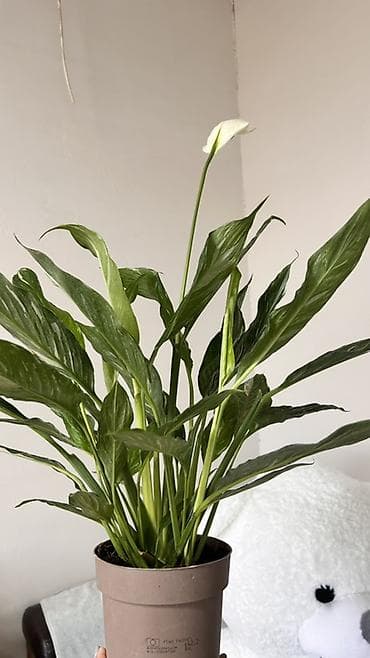 Бөлмө өсүмдүктөрү: Спатифиллум вариегатный (Spathiphyllum) в горшке. - Сорт с мраморной — 3
