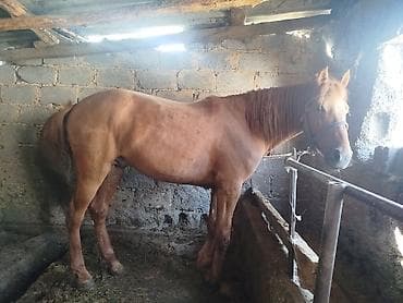 жеребая: Продаю | Жеребец — 1