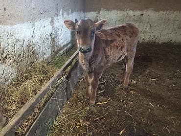 уй животных: Продаю | Музоо, торпок | Полукровка | На откорм — 5