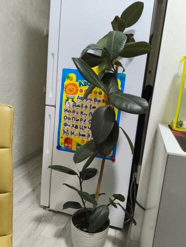 фикус пальма: Фикус эластика (каучуконосный) в горшке. - Высокорослое комнатное — 1